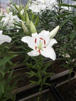 [1826 Ariosto 2N No02.JPG]